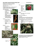 Viburnum lantana - New Jersey Invasive Species Strike Team