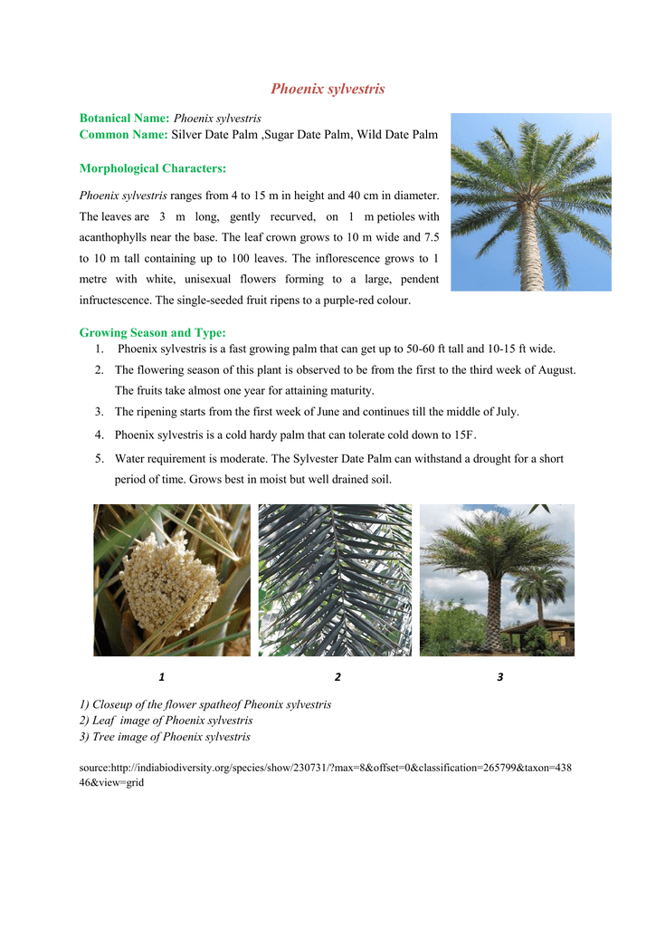 100 Silver Date Palm seedlings Phoenix sylvestris Cold Hardy Landscape Palm Tree