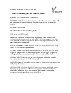 Veronicastrum virginicum – Culver`s Root