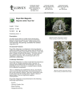 Royal Star Magnolia - Lurvey Landscape Supply