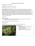 PDF version of this plant profile