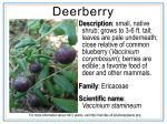 Deerberry
