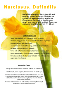 Narcissus, Daffodils