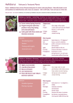 Helleborus February`s Featured Plants - Hardy`s