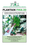 PLANTAIN FHIA-20