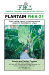 PLANTAIN FHIA-21