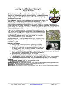 Southern Waxmyrtle - LSU Coastal Roots Program