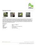 Raphiolepis intermedia | Alpine Nurseries