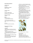 Brachychiton populneus - Australian Weeds and Livestock