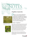 NR Notes1-Daphne-final