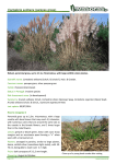 Cortaderia selloana (pampas grass)
