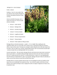 Martagon Lily - Atlantic Master Gardeners Association