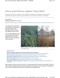 How to grow Panicum virgatum `Heavy Metal`
