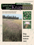 Spotted and Diffuse Knapweed - University of Nebraska–Lincoln
