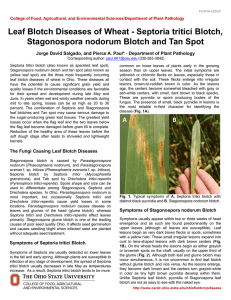 Septoria tritici Blotch, Stagonospora nodorum Blotch and Tan Spot