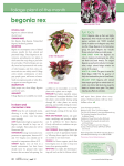 begonia rex - Super Floral Retailing