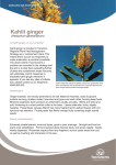 Kahili ginger - Horizons Regional Council