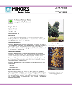 Columnar Norway Maple - Minor`s Garden Center