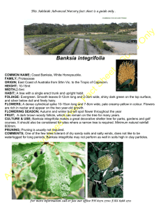 Banksia integrifolia - Coromandel Native Nursery