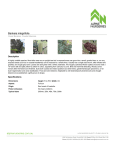 Banksia integrifolia | Alpine Nurseries