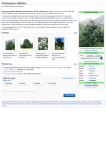 Podocarpus latifolius - Wikipedia, the free