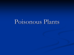 Poisonous Plants - Tulsa Master Gardeners