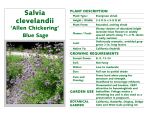 Salvia clevelandii `Allen Chickering`