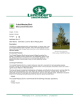 Cutleaf Weeping Birch - Landsburg Landscape Nursery