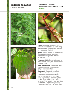 Redosier dogwood (Cornus sericea)
