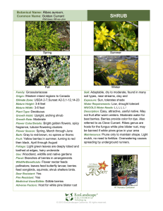 Botanical Name: Ribes aureum, Common Name: Golden Currant