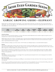 GARLIC GROWING GUIDE—ELEPHANT