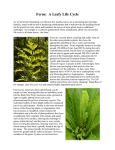 Ferns: A Leafy Life Cycle