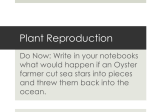 Plant Reproduction - holytrinitywhitestone.com