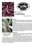 How To Grow Cryptanthus