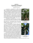 Archontophoenix cunninghamiana - Palm Beach Palm and Cycad