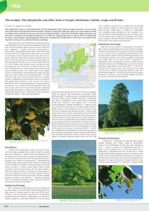 184 Tilia cordata, Tilia platyphyllos and other limes in Europe