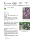 Forest Pansy Redbud - Lurvey Landscape Supply