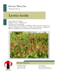 PPpromo Lyonia lucida.pub