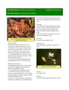 Drosera rotundifolia L. Family - Alberta Centre for Reclamation and
