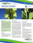 Fact Sheet: Dalmatian Toadflax