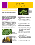 Norway Maple (Acer platanoides) Homeowners Fact Sheet