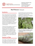 Basil Diseases: Various pests - Plant Disease Diagnostic Clinic