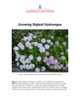 Growing Bigleaf Hydrangea - Athenaeum@UGA