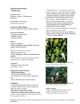 Alocasia macrorrhiza / Similar spp