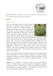 Medicinal plants cultivated by Hebron Estate for manufacturing of
