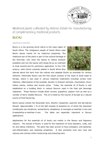 Medicinal plants cultivated by Hebron Estate for manufacturing of