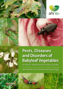 Pests, Diseases and Disorders of Babyleaf crops