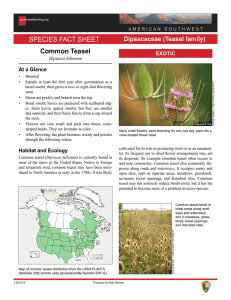 Common Teasel - Learning Center of the American Southwest