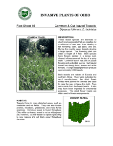Common and Cut-leaved Teasels - Ohio Invasive Plants Council