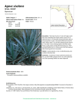 Agave sisalana - Florida Natural Areas Inventory